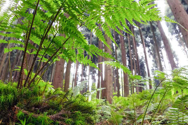 如何利用生物進(jìn)行環(huán)境監(jiān)測(cè)？